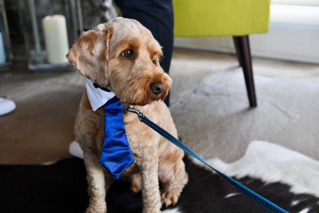 Dog Friendly Wedding Venues Cornwall